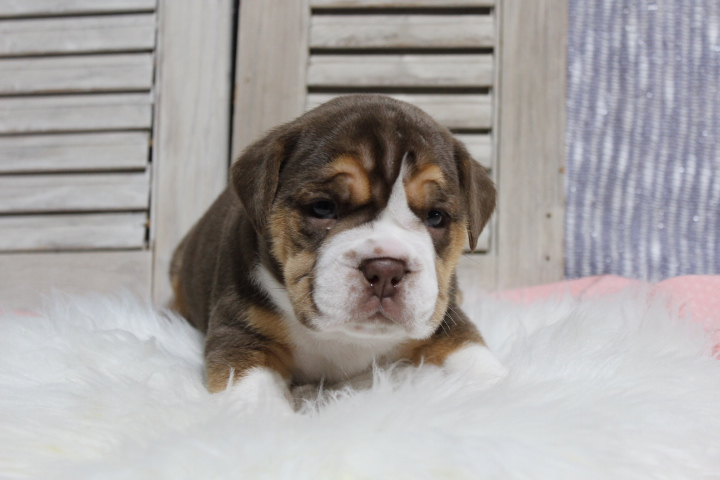 Absecon New Jersey Beabull Puppy Blue Diamond Family Pups